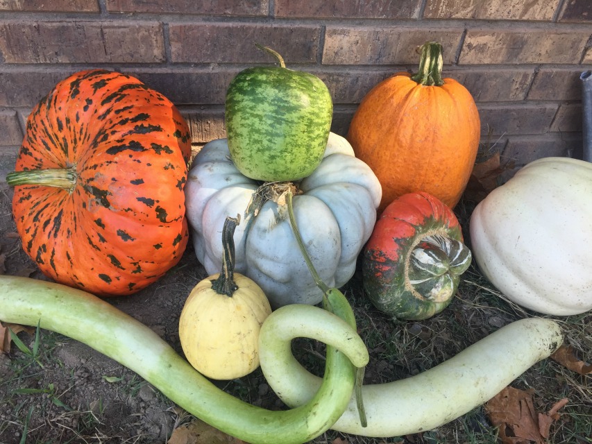 peebles-farm-pumpkins