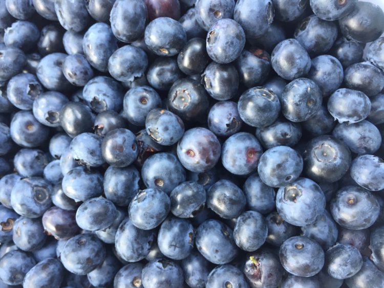 fresh picked arkansas blueberries