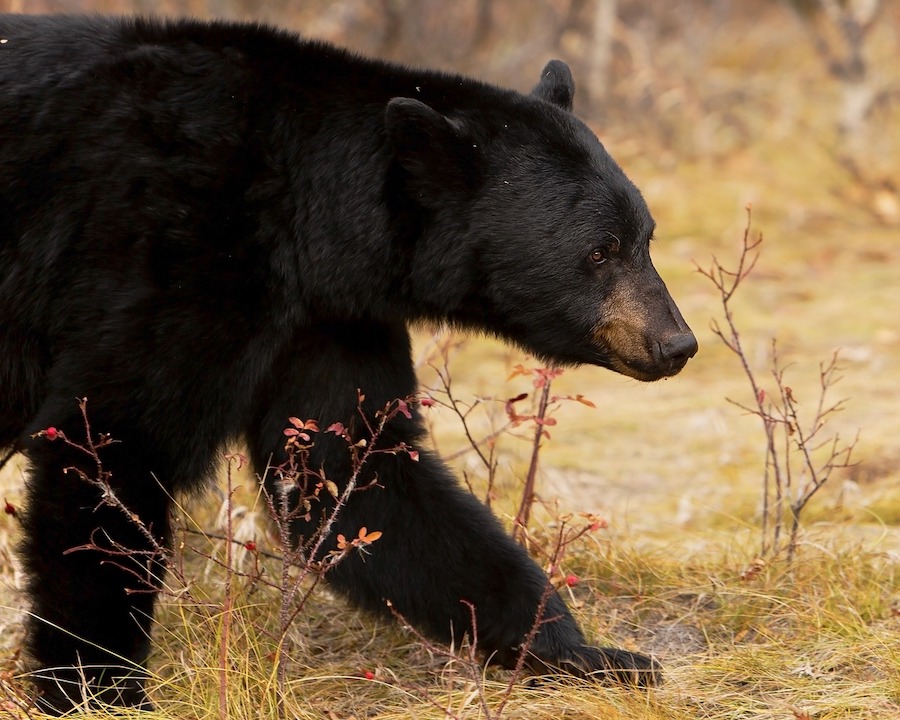 bears have a higher chance of surviving winter when they hibernate