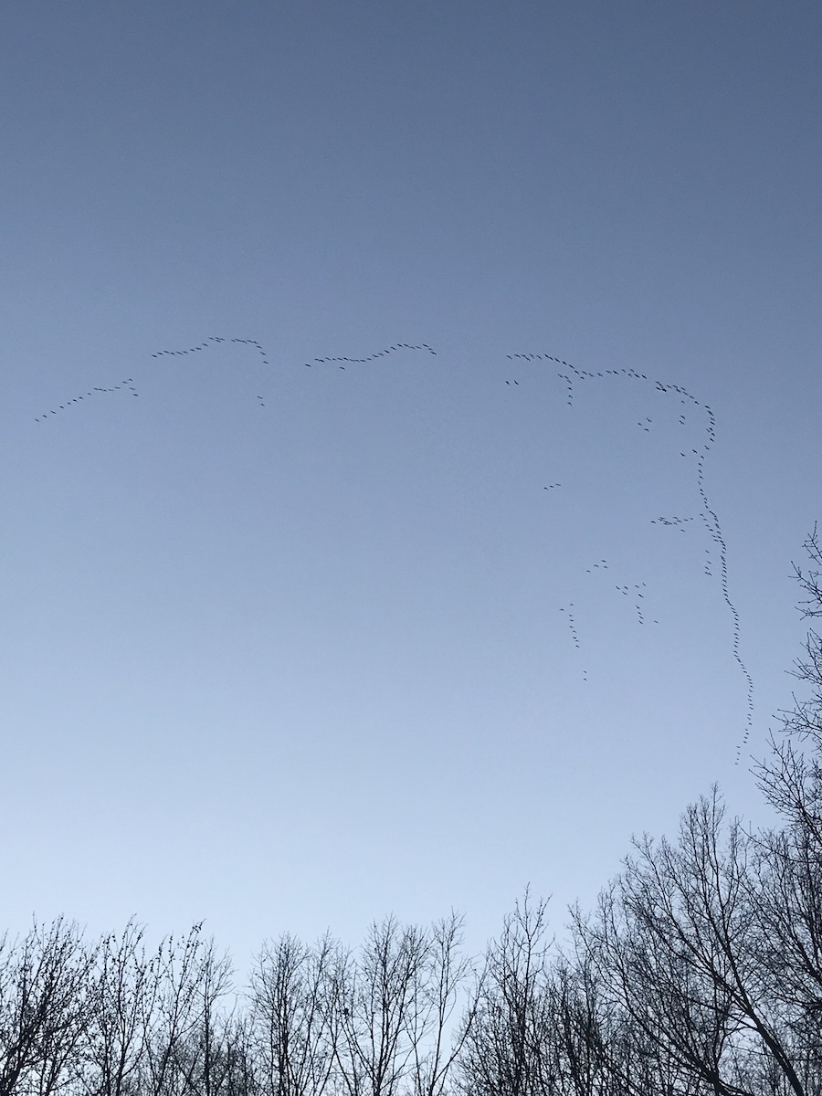 Snow geese migrate along the mississippi flyway