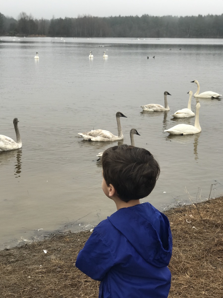 george watching the swans - birdwatching with kids
