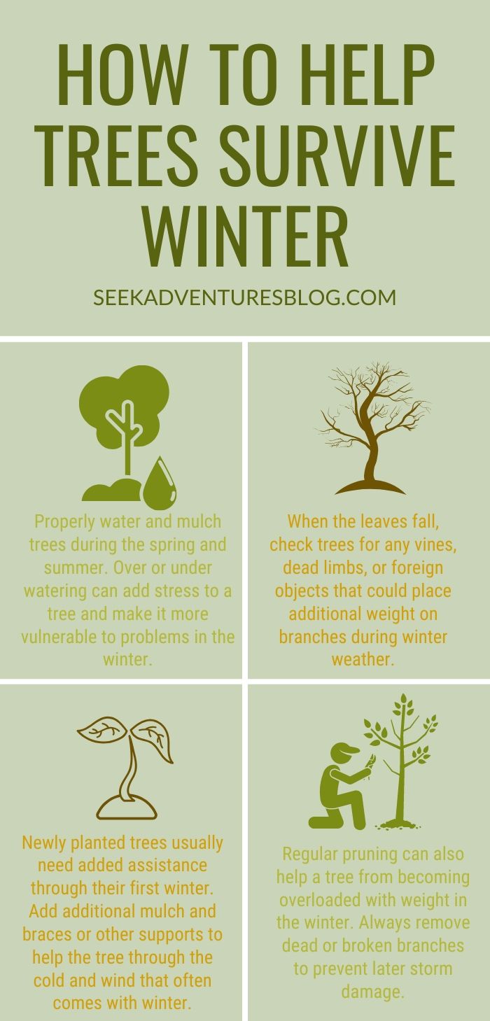 You can help trees to survive the winter with these four tips. Visit SeekAdventuresBlog.com for more information.