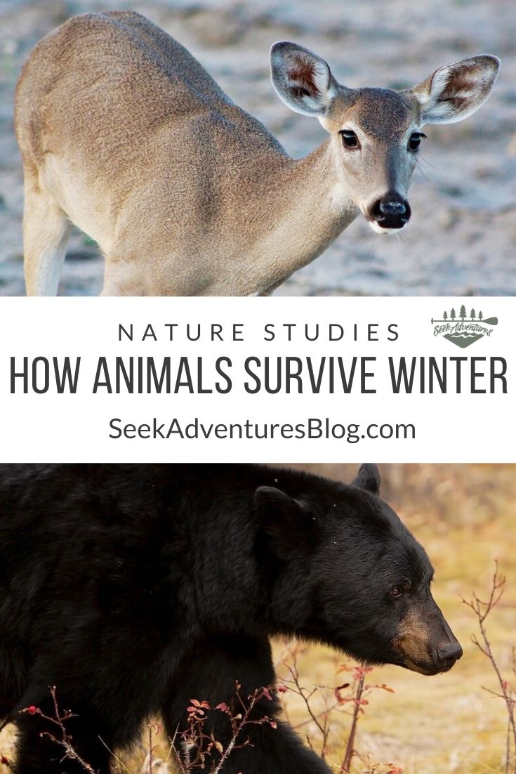 Nature and Winter | How Animals Survive Winter