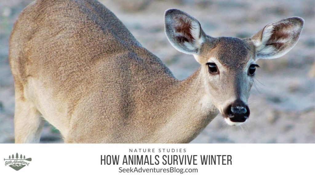 Have you ever wondered how animals survive winter? What do they do when it is cold and rainy or snowy? How do they adapt? Let's find out.