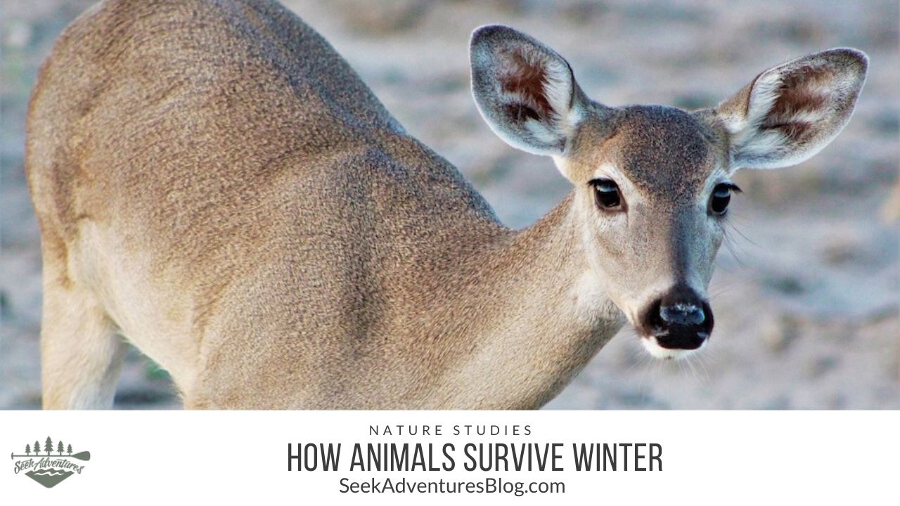 how-animals-survive-in-winter-womanswork