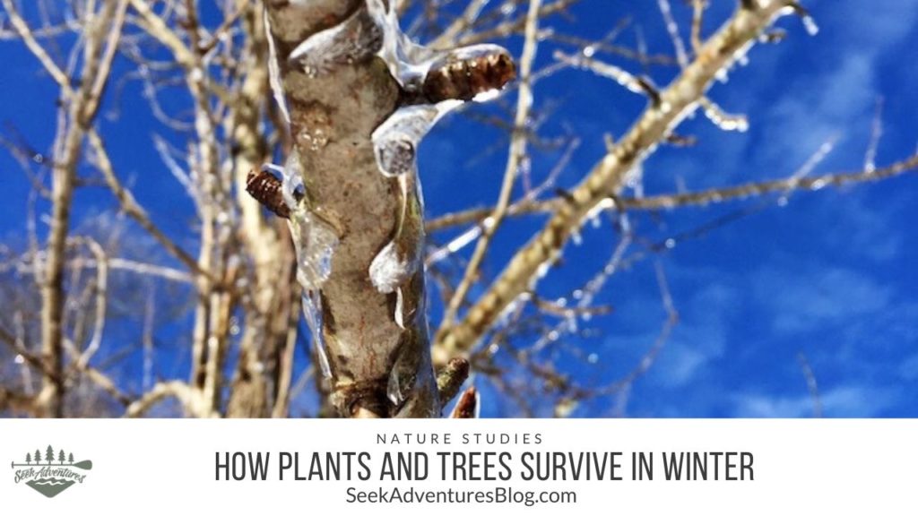 Have you ever wondered about how plants and trees survive in the winter? What physical changes occur? What keeps a plant or tree from dying? Let's find out!