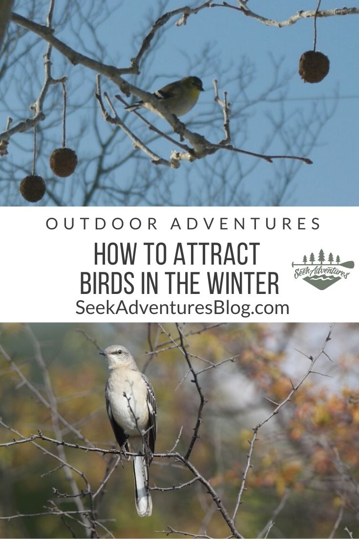 Winter is a great time to go birding in your own backyard. Learn how to attract birds in the winter with this handy guide.