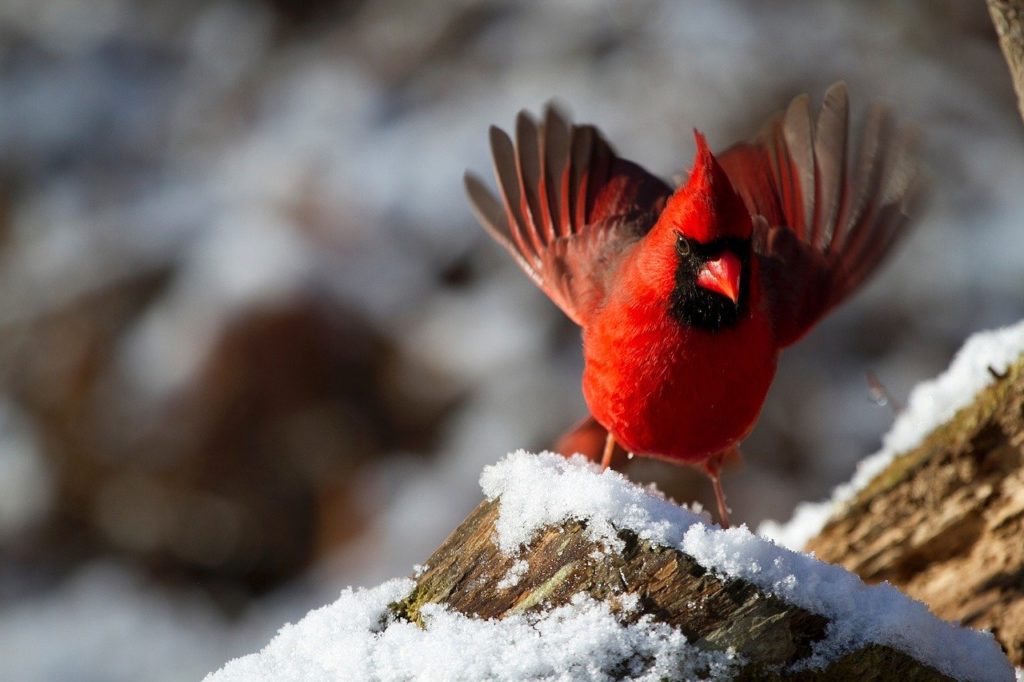 Northern cardinal - attracting birds in the winter.