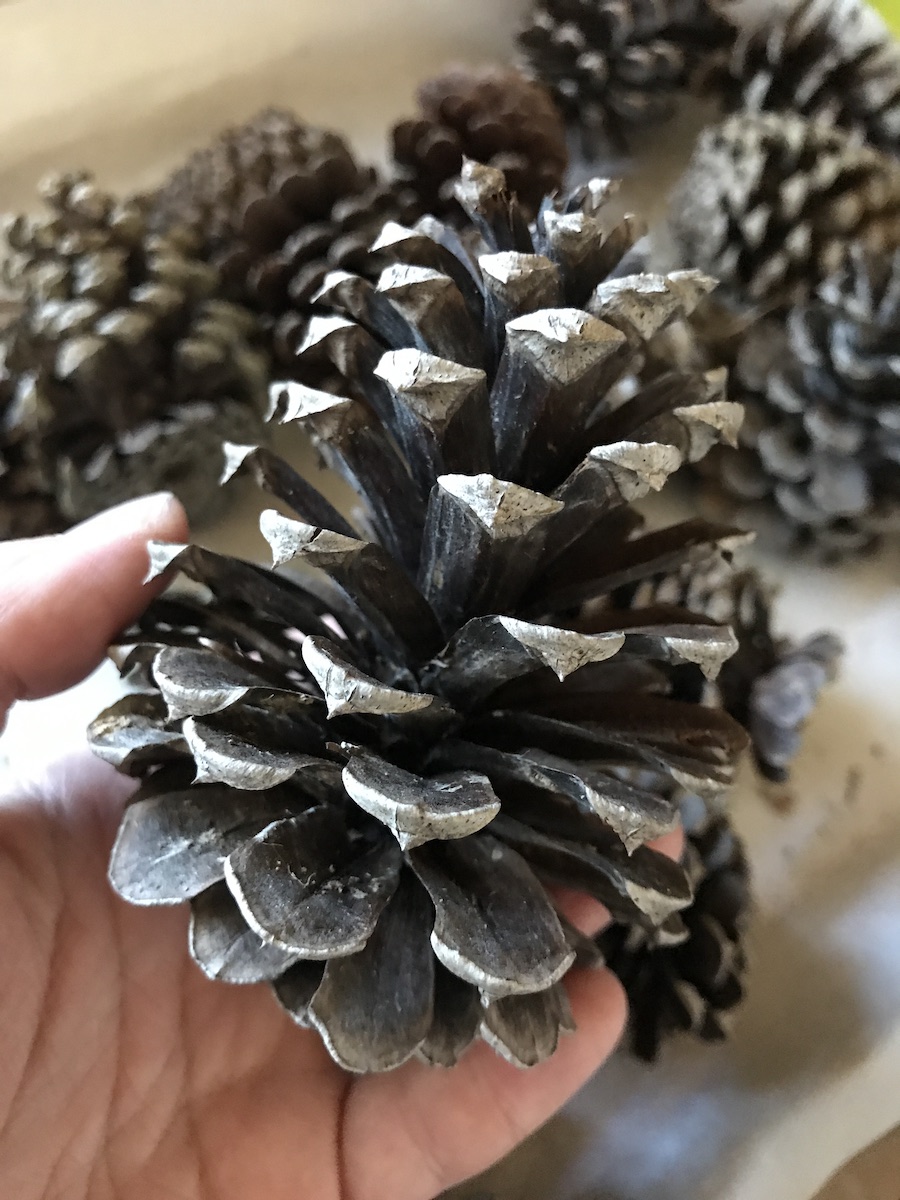 pinecone after being dried in the oven