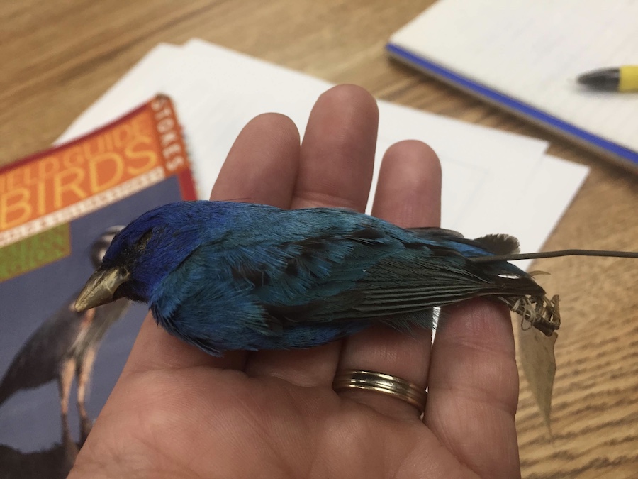 practice identifying birds with specimens