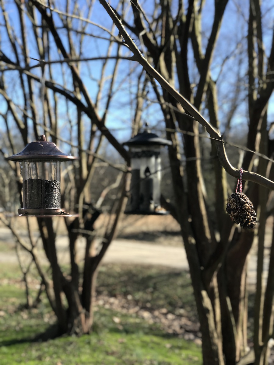 Hang feeders and birdseed ornaments to make a tree inviting to birds in the winter.