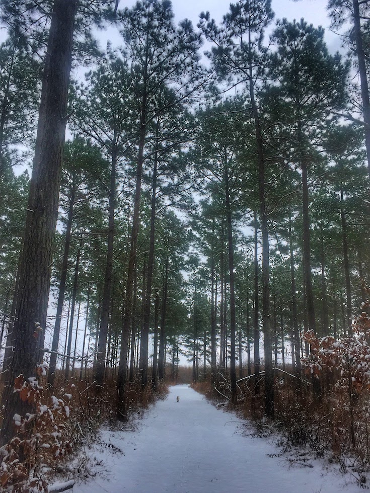 Winter hiking with kids along a snowy trail through pine trees. 