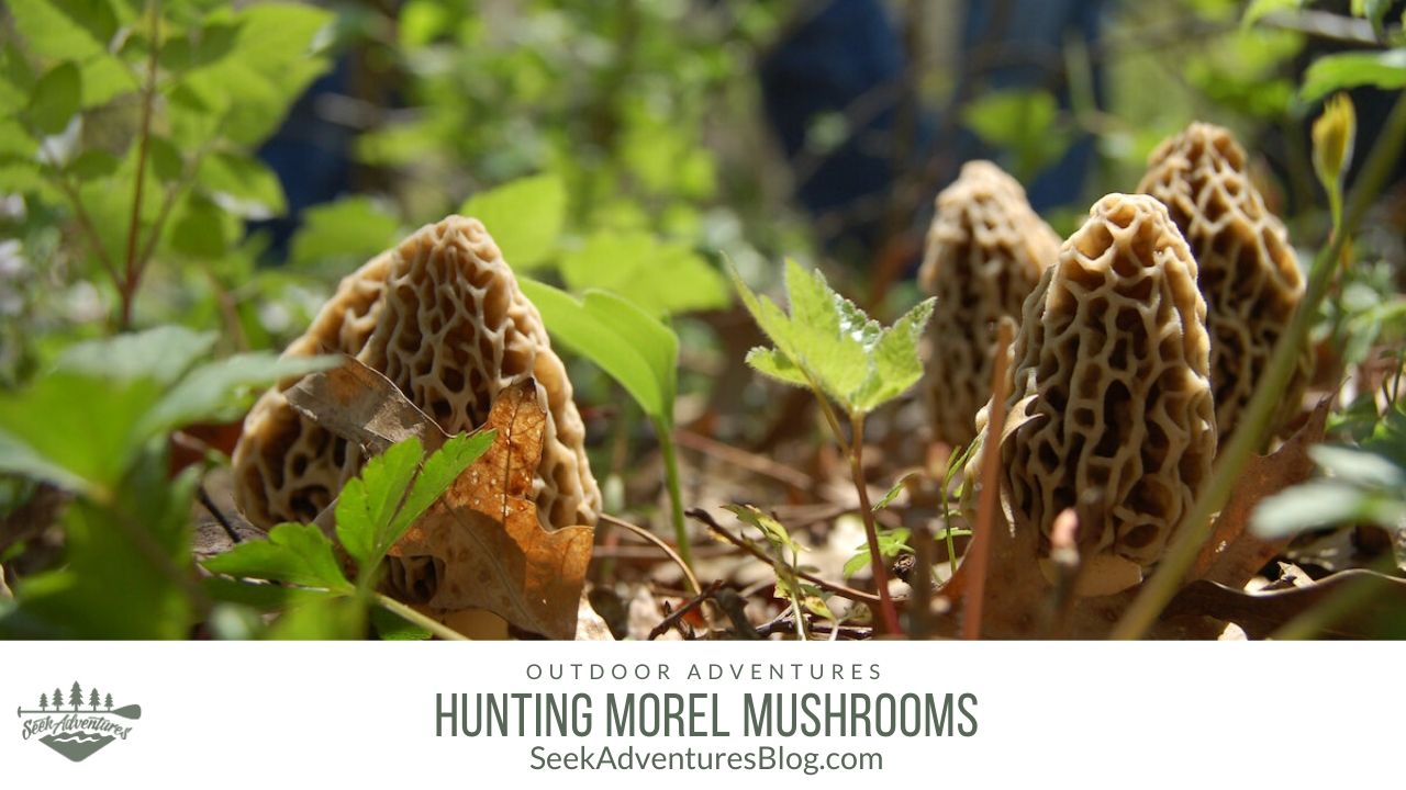Hunting Morels