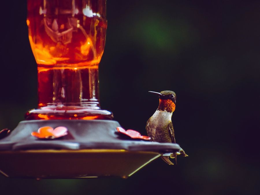 Humming bird food doesn't need to be dyed red but red feeders are just fine!