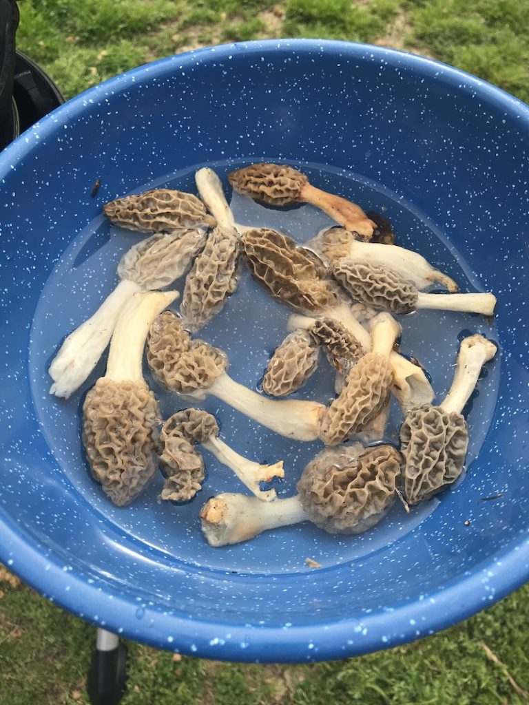 Cooking Morel Mushrooms