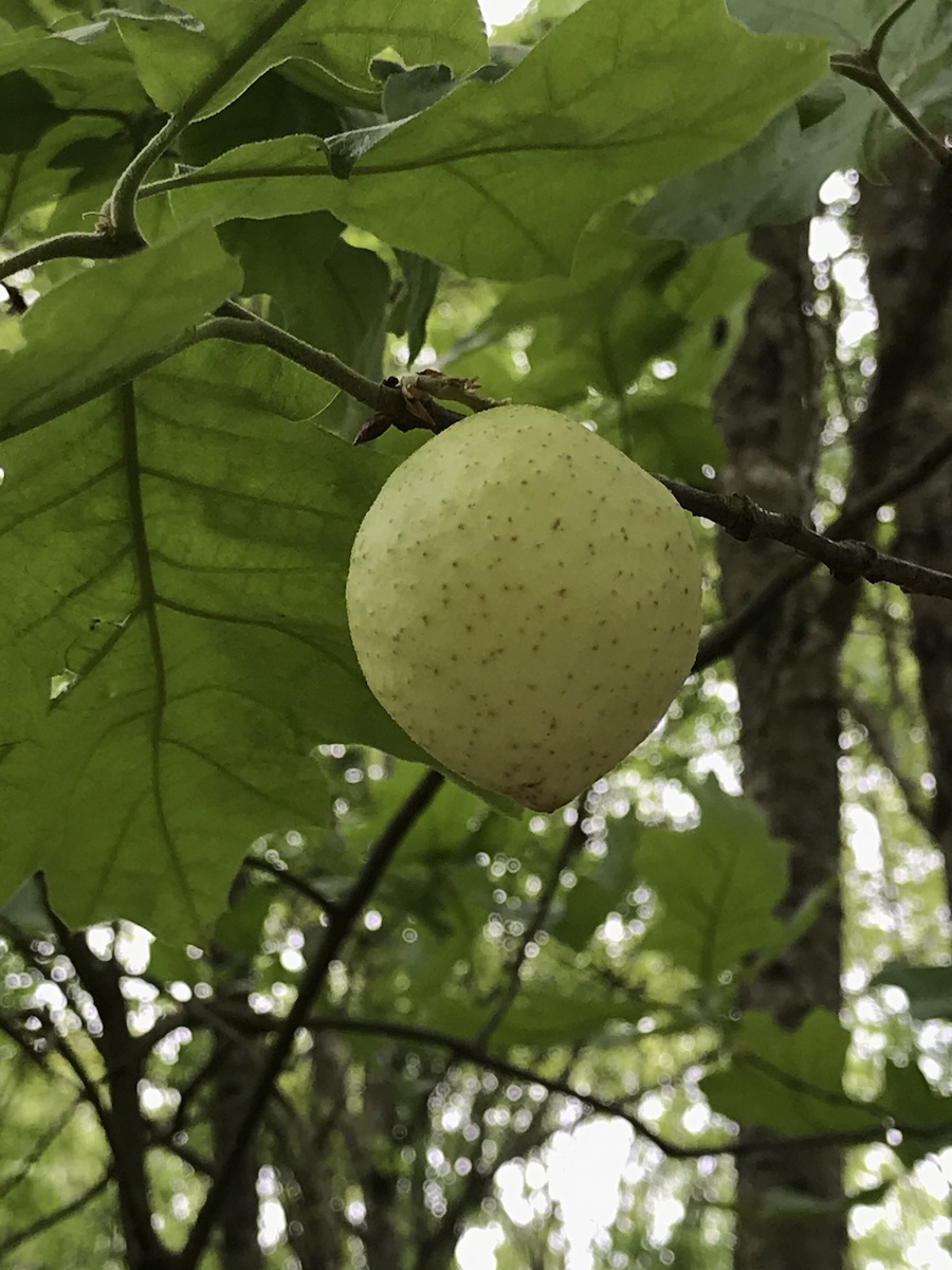 Closeup of an oak gall hanging in an oak tree.