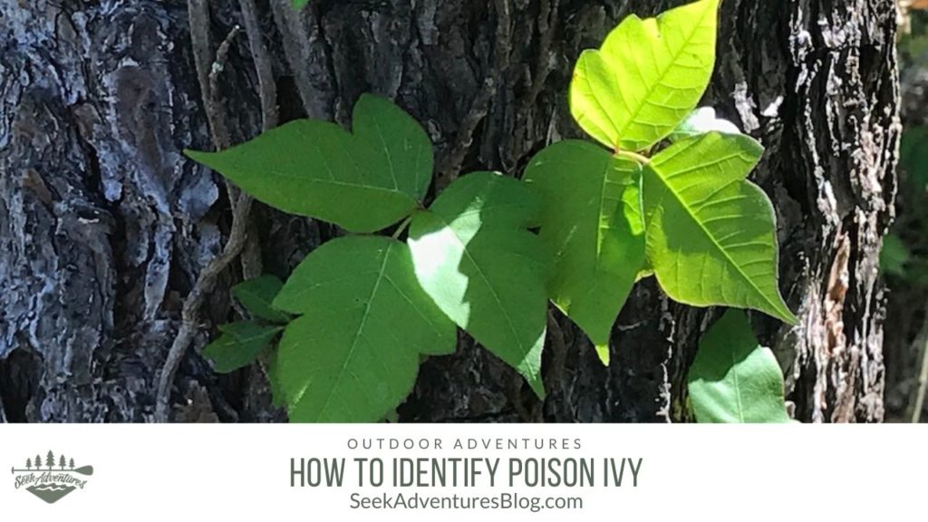 Poison ivy is one of the biggest foes of outdoor lovers. Being able to identify poison ivy can save you from a lot of itching!