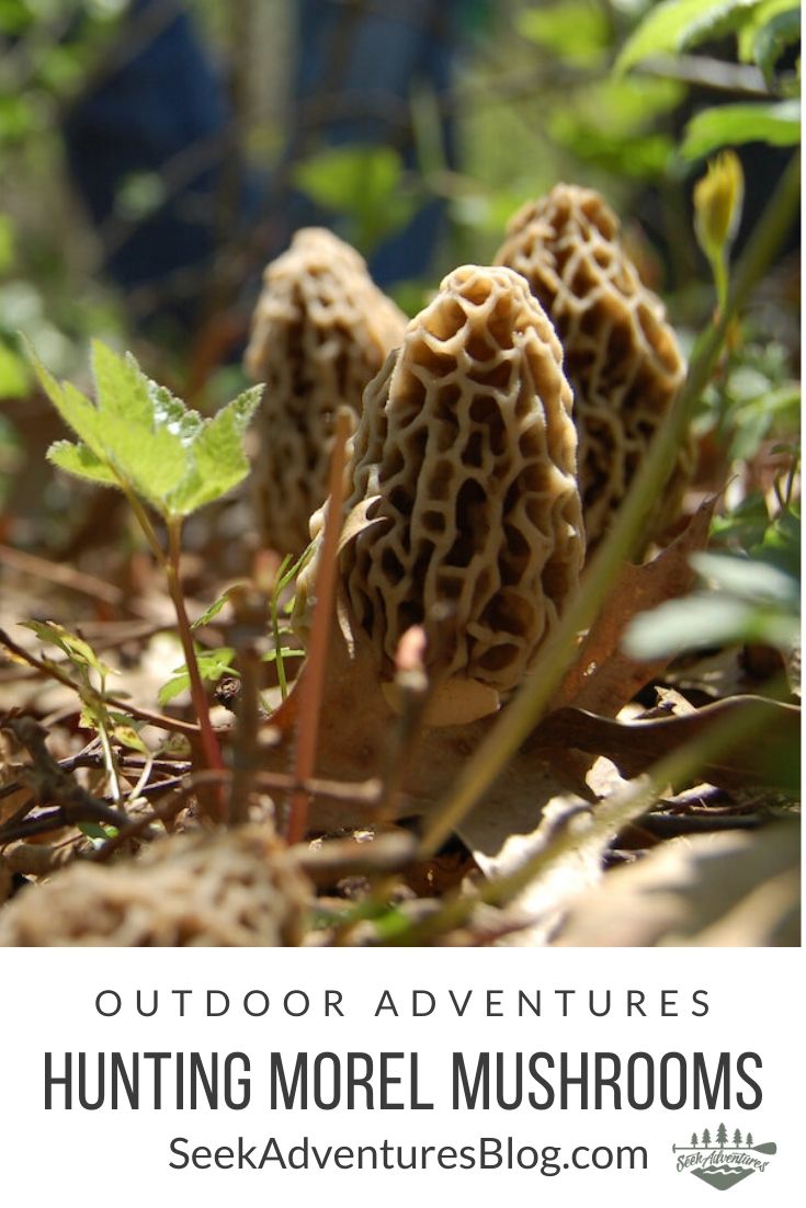 Hunting morels is a time-honored tradition for a lot of outdoor-loving families. Enjoy these tips to help you find one of nature's most delicious delicacies. 