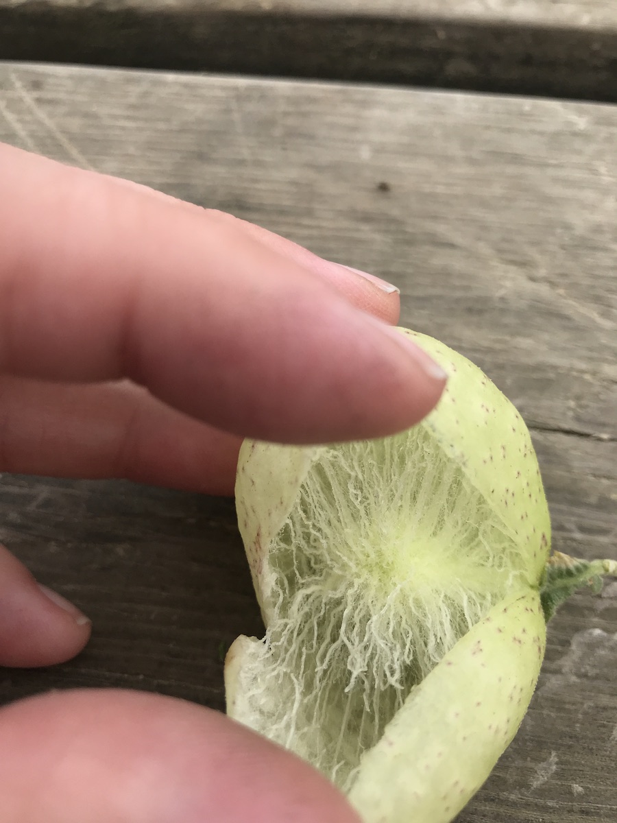 the fibrous center of an oak gall.