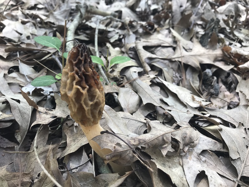 A morel mushroom found in the woods. 