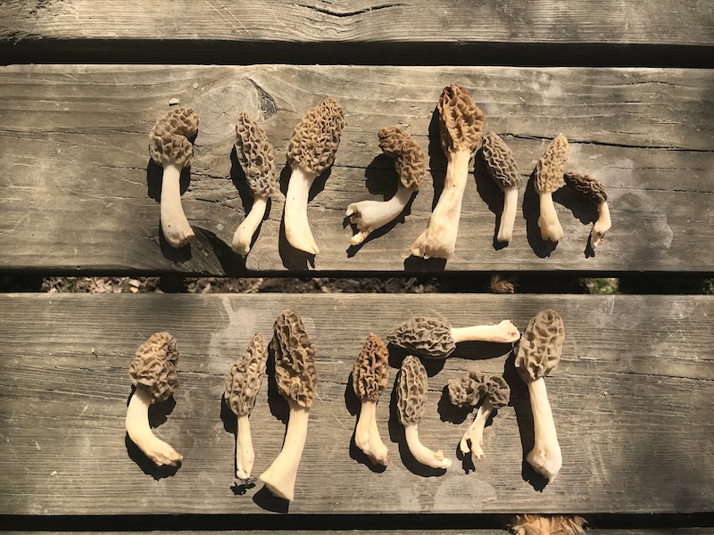 Lots of morel mushrooms found on a mushroom foray