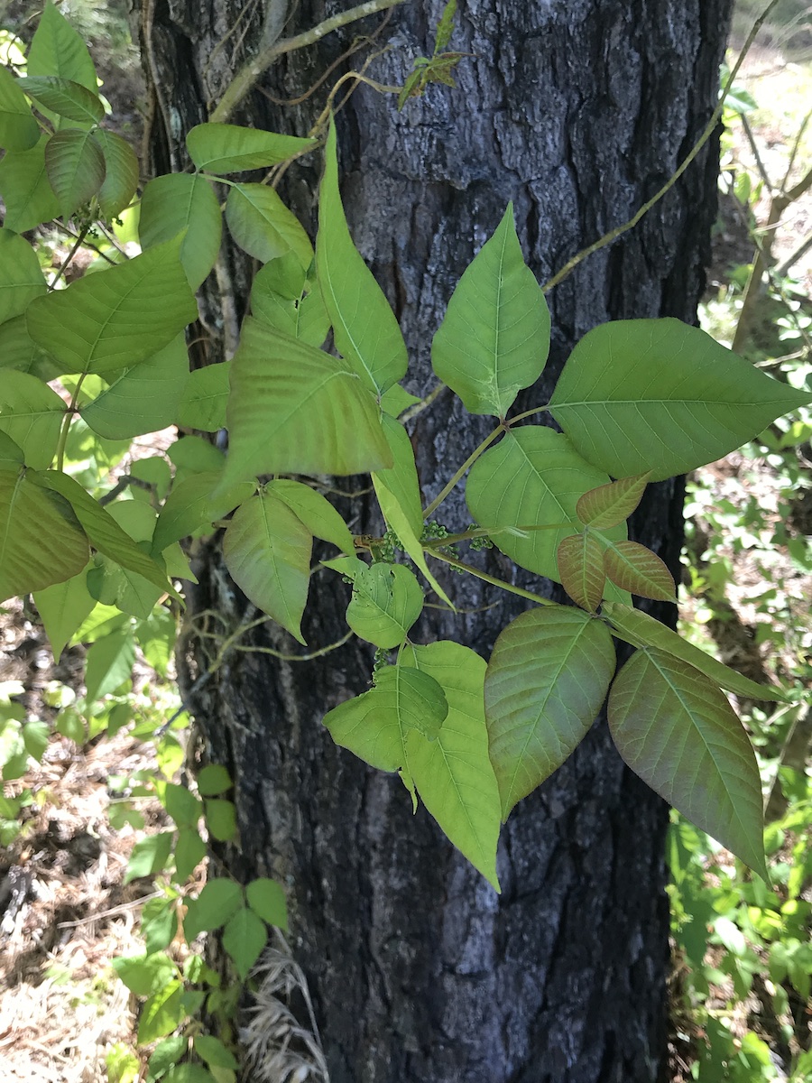 Can you identify poison ivy? 