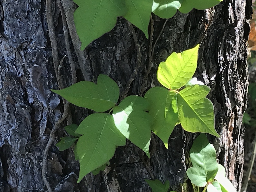 Leaves of three, let them be. How to identify poison ivy.