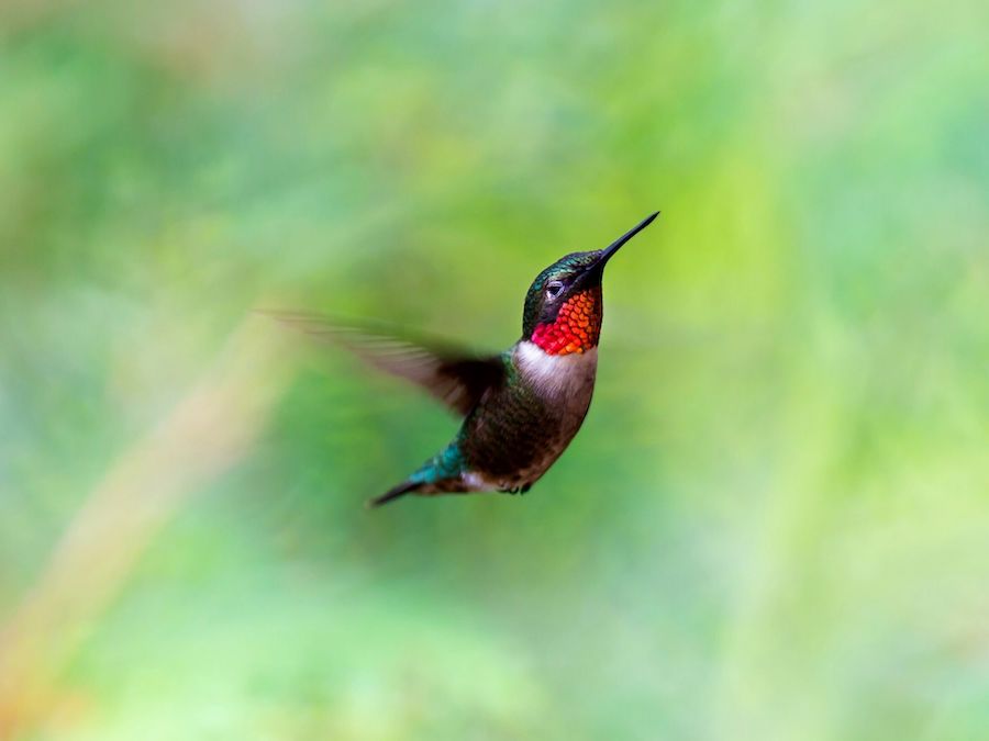 The ruby throated hummingbird is one of the most common arkansas hummingbirds.