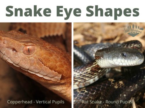 How To Identify Snakes In The Wild | Snake ID Tips