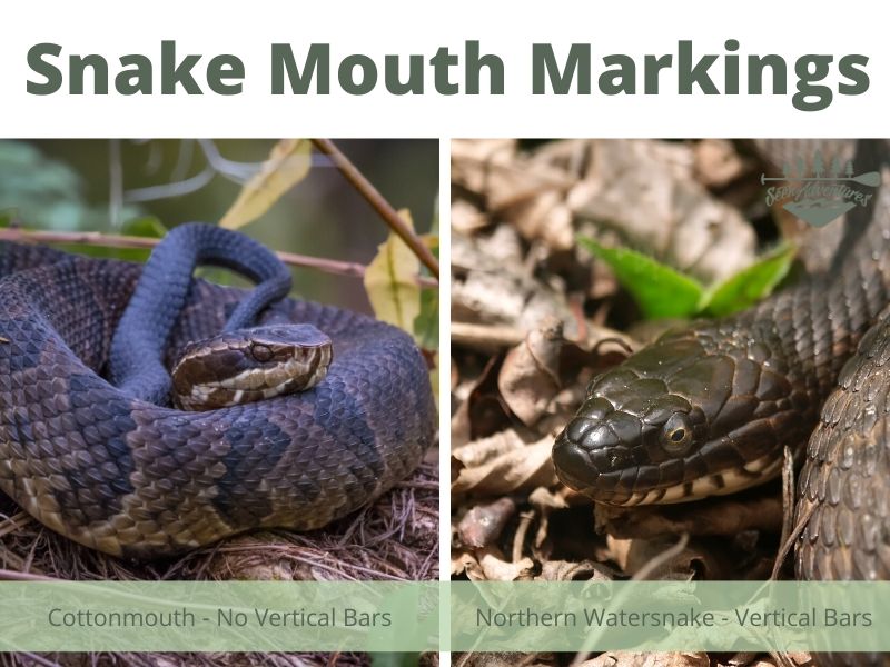 The markings around the mouth of a cottonmouth are different than other water snake species.