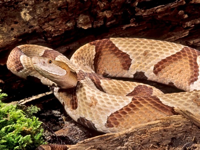 copperhead snake is venomous