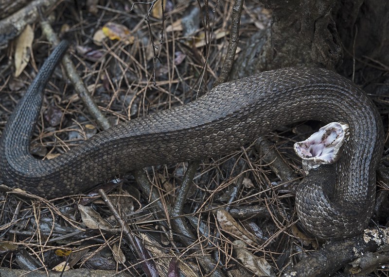 water moccasin also known as cotton mouth