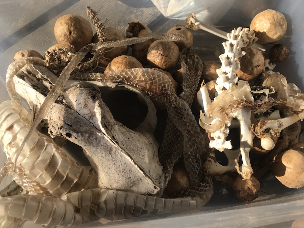 A box full of nature find