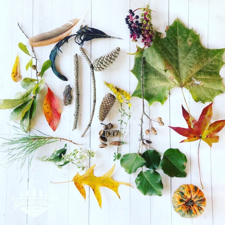 How to Create a Nature Collection of Curiosities